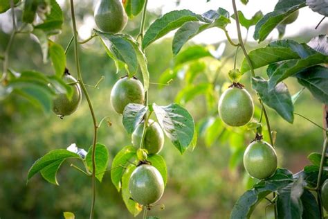 pruning passion fruit vine